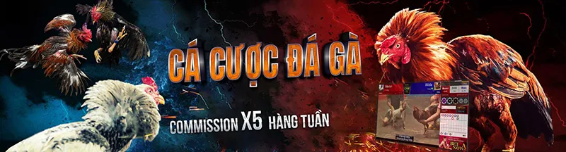 Kinh nghiệm chơi đá gà trực tuyến hiệu quả